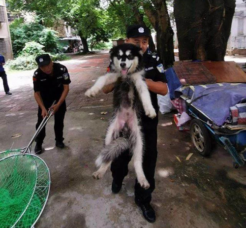 宠物牵引绳
