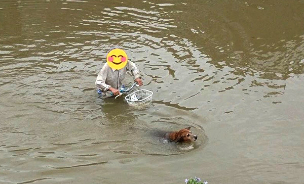 宠物牵引绳