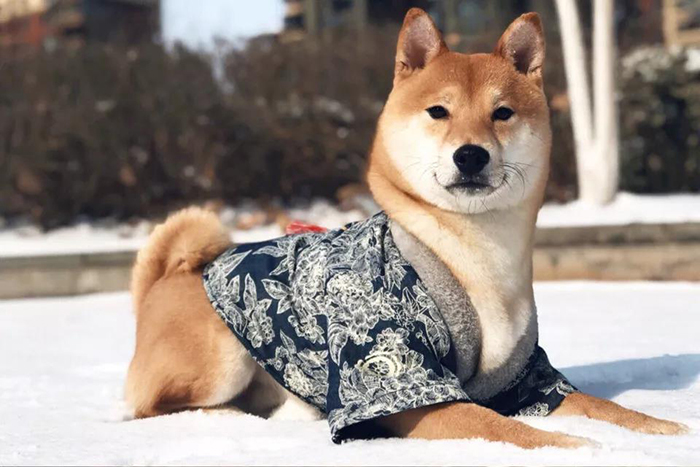 宠物衣服
