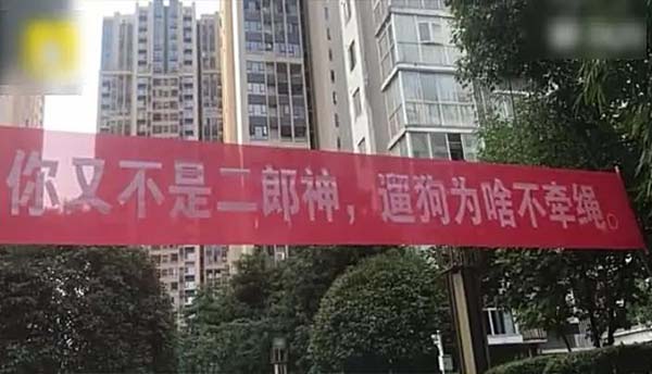 宠物牵引