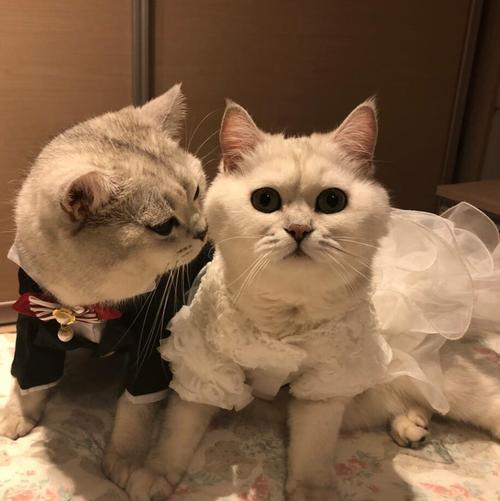 宠物衣服