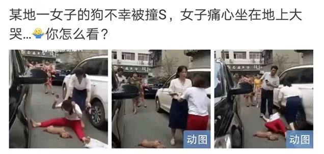 宠物牵引绳