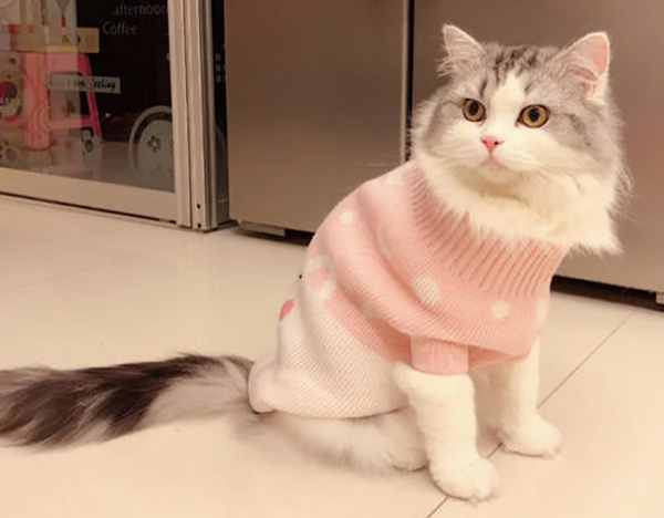宠物衣服