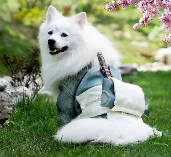 宠物衣服