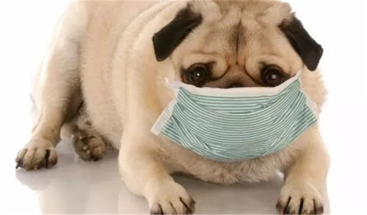 宠物牵引绳