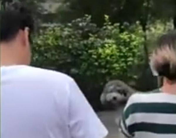 宠物牵引绳