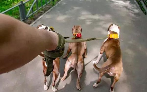 宠物牵引绳