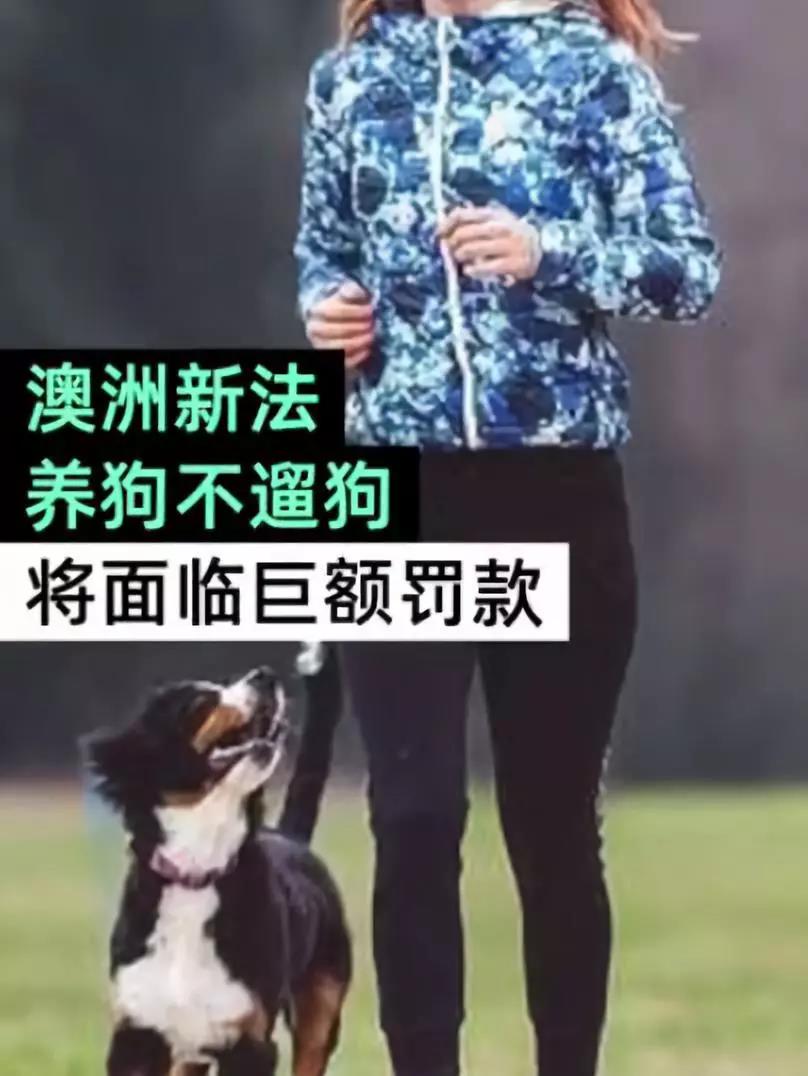宠物牵引绳