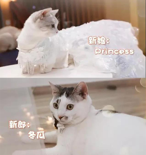 宠物衣服